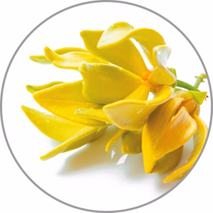 Medisana aromiesenssi Ylang-Ylang