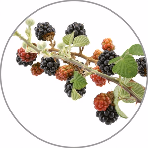 Medisana aromiesenssi Metsämarjat